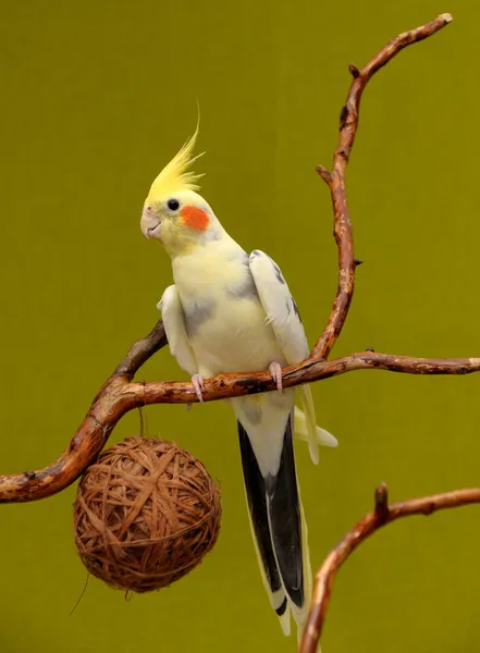 Австралийский попугай-какатиэль на ветке — стоковое фото