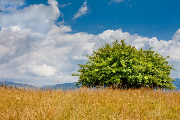 Árbol único en la naturaleza — Foto de Stock