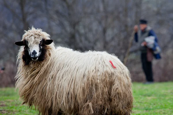 Pastýř s ovcí — Stock fotografie