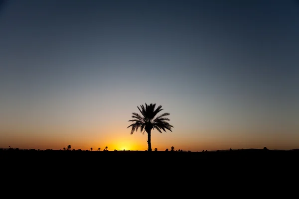 Stock image Isolated palm in desert Morocco in sunset