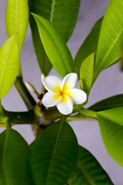 Плюмерия (Frangipani) цветок — стоковое фото