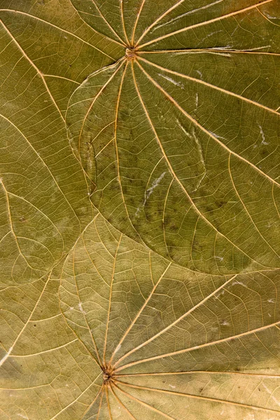 Kuru preslenmiş yaprakları arka plan