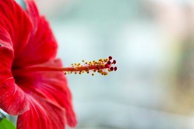 Kırmızı hibiscus çiçek yakın çekim