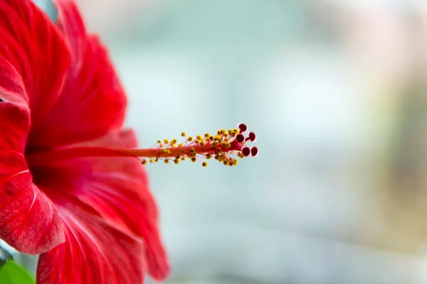 Kırmızı hibiscus çiçek yakın çekim