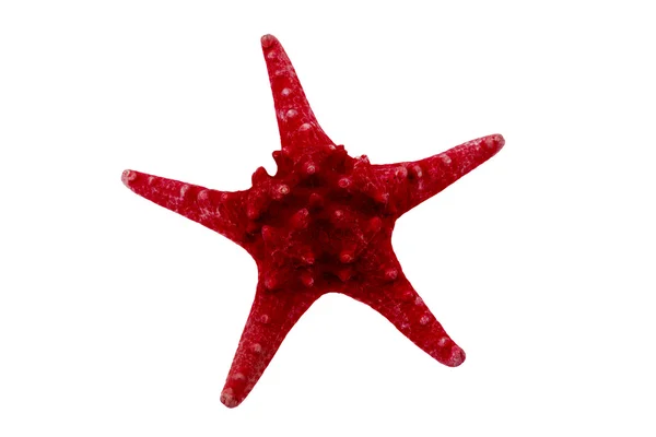 Estrela-do-mar vermelha isolada em branco Fotos De Bancos De Imagens