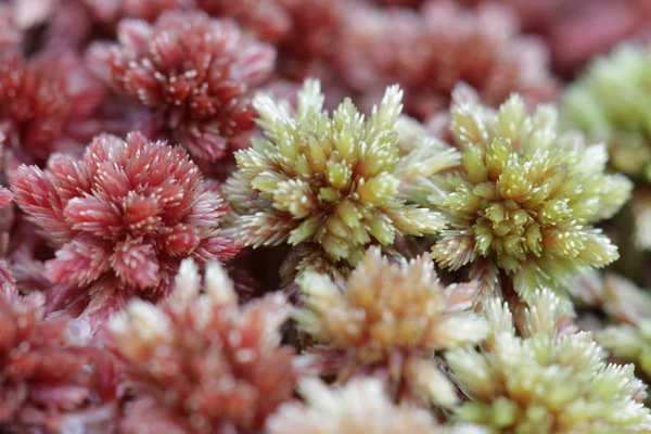 Stock image Moss in Scotland