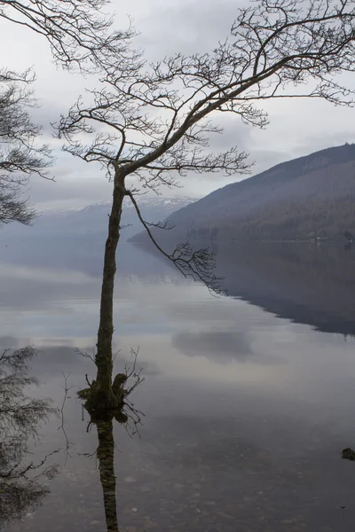 Strom na vodě — Stock fotografie