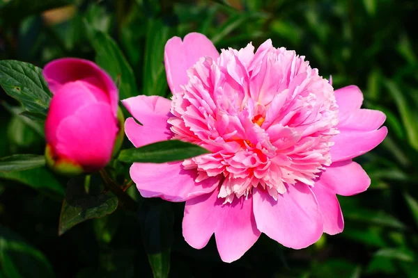 The pink pion in garden — Stock Photo, Image