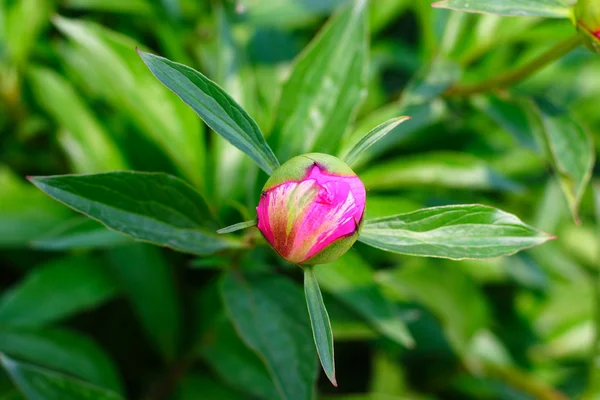 stock image New flower