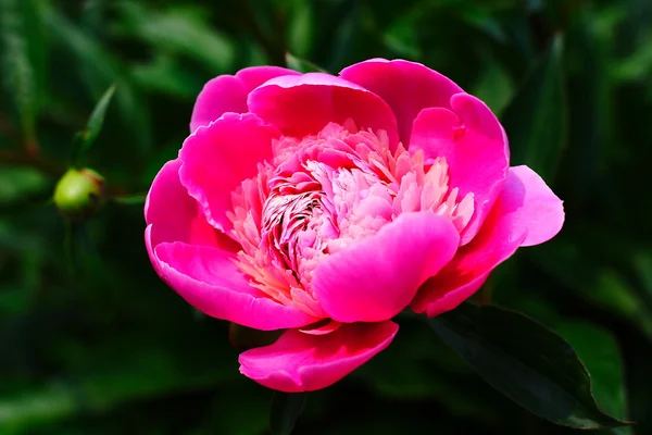 Stock image The pink pion in garden