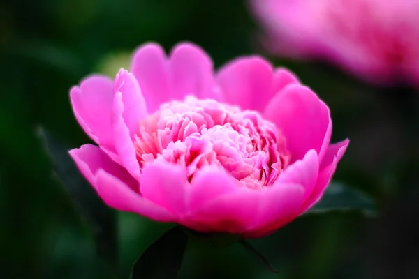 stock image The pink pion in garden