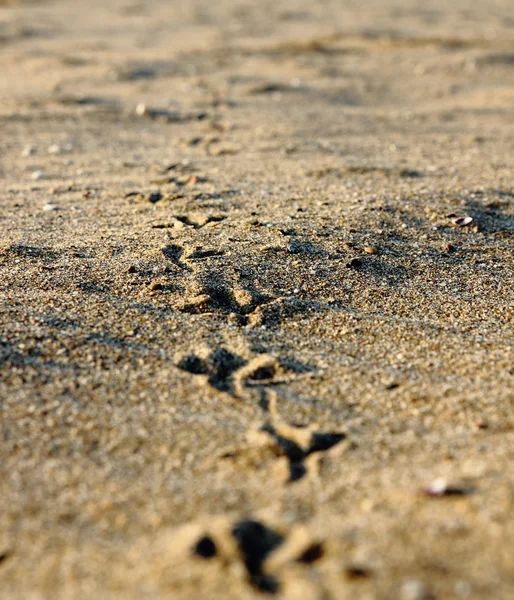 Bird traces on the beach — Stock Photo, Image