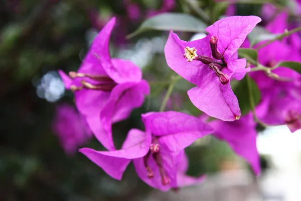 stock image Pink flowers