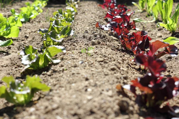 Rækker af Salat voksende på gården - Stock-foto