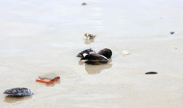 Mejillones en la playa —  Fotos de Stock
