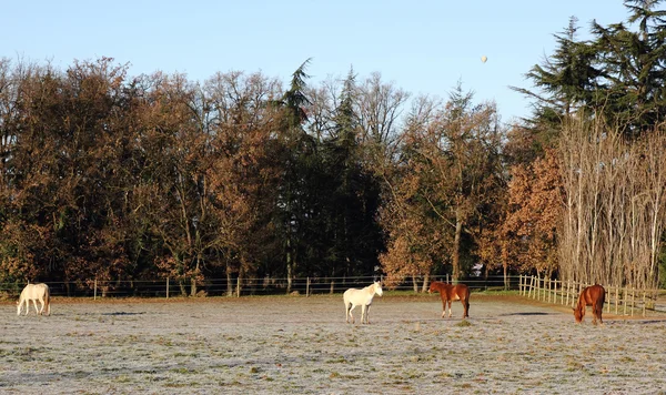 Koně v ledové oblasti — Stock fotografie