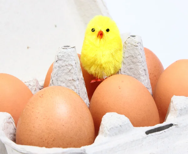 Pollo y huevos — Foto de Stock