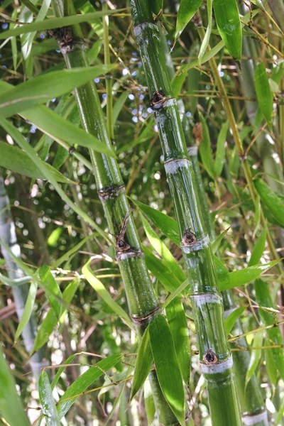 Bambu.