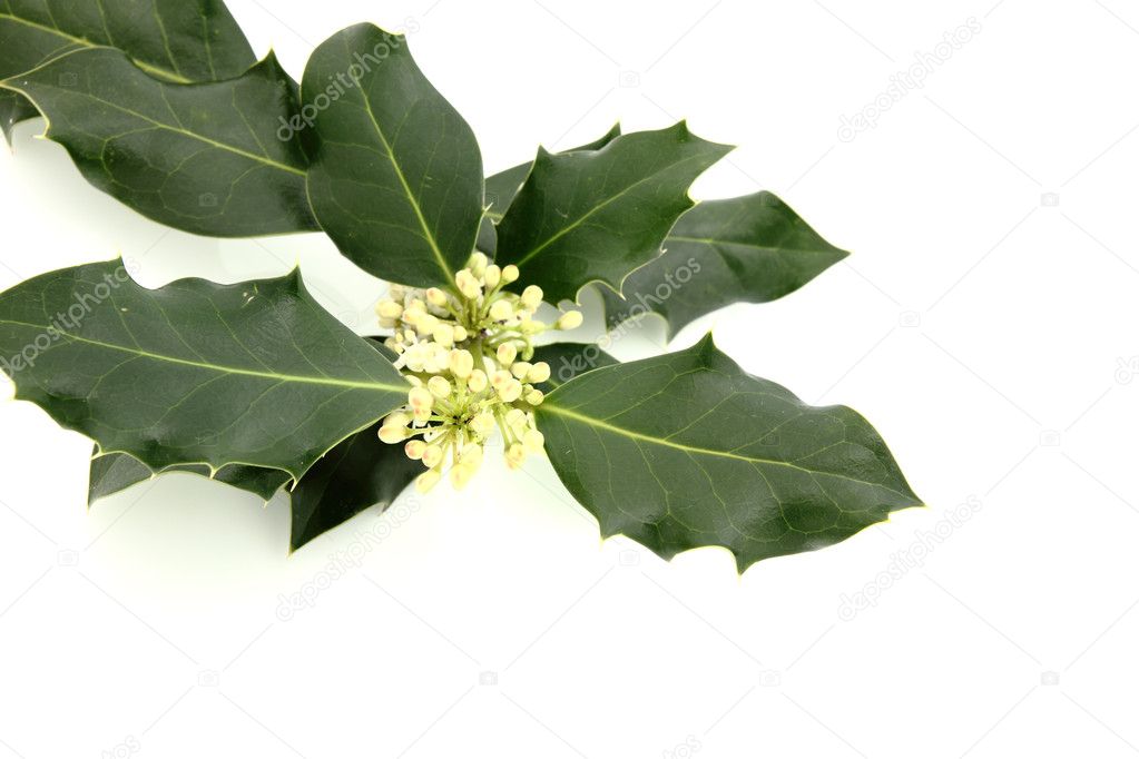 Holly on white