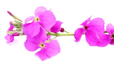 beyaz üzerine pembe çiçekler