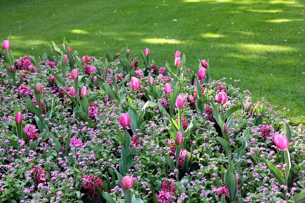Hermosos tulipanes Imagen De Stock