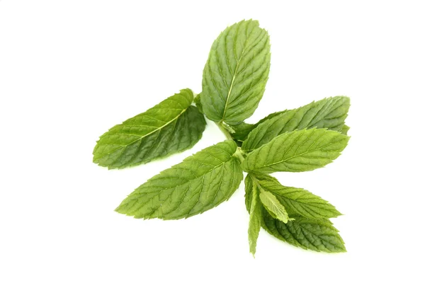 Green Mint — Stock Photo, Image