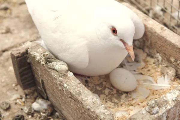 백색 비둘기는 둥지에서 — 스톡 사진