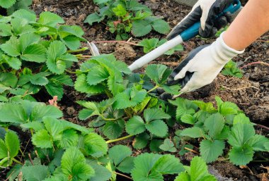 Gardening Gloved Hands clipart