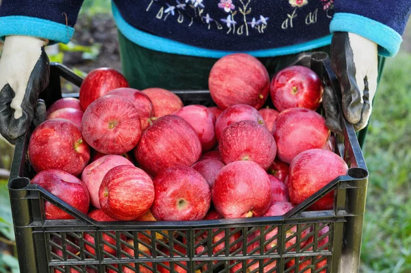 Red Apples Harvest — Stock Photo, Image