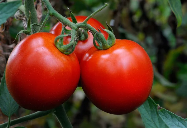 Wachstumspflanze Tomate — Stockfoto