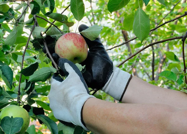 Stock image Picking an Apple