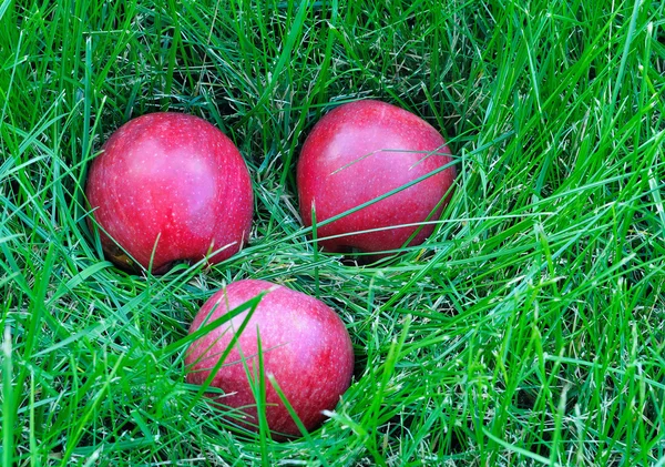 Stock image Three Apples In Grass