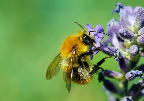 Honingbij op blauwe bloem — Stockfoto