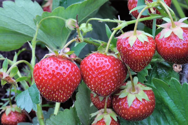 stock image Bush Of Strawberry