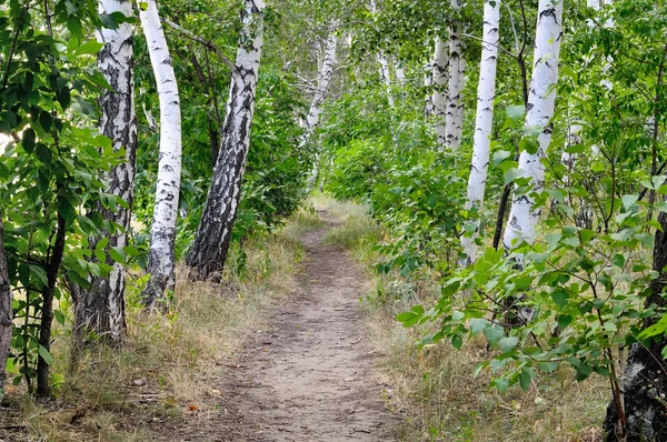 stock image Forest Path