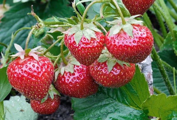 Strauch saftige Erdbeere — Stockfoto