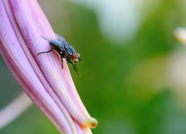 stock image Fly On Flower