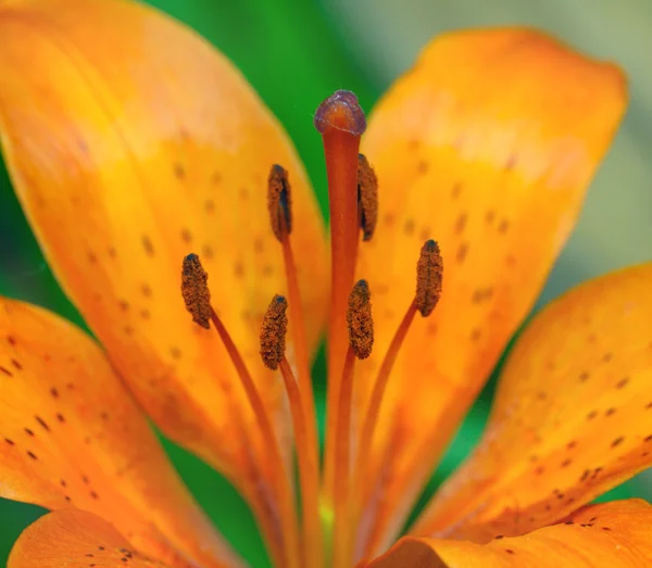 Stamens ve lily pistil — Stok fotoğraf