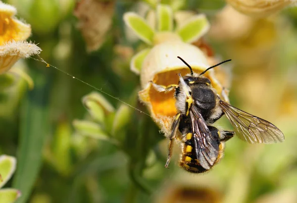 Abelha recolhendo pólen de uma flor — Fotografia de Stock