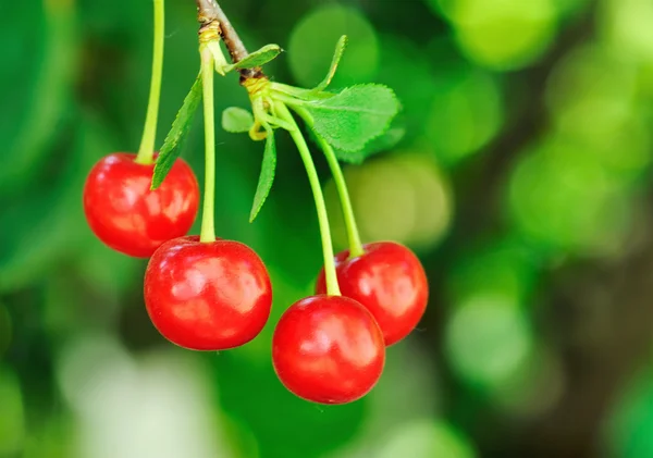 stock image Cherry