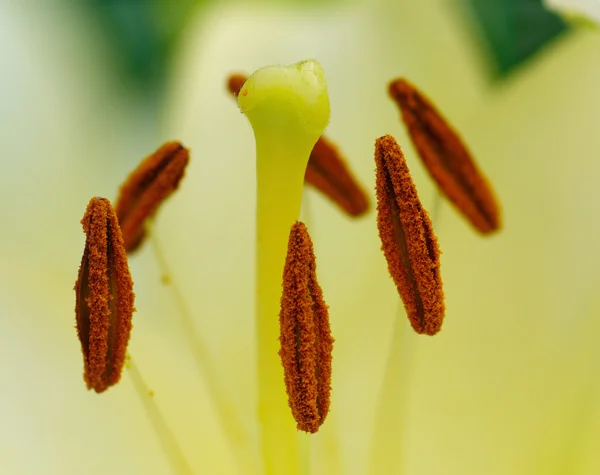 Tyčinek a pestíku bílé lilie — Stock fotografie