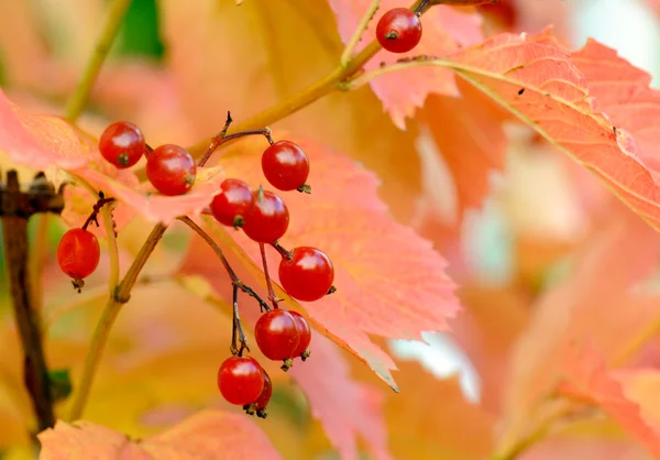 stock image Autumn Red Berries