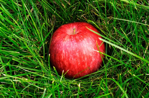Apple In Grass — Stock Photo, Image