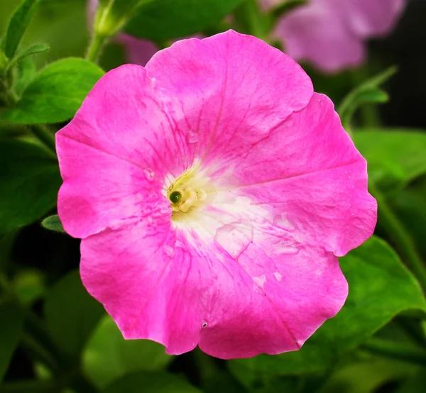 Růžová petúnie — Stock fotografie