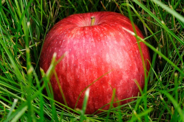 Red Apple In Grass — Stock Photo, Image