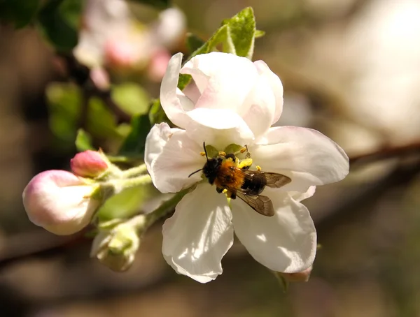 蜜蜂和苹果花. — 图库照片