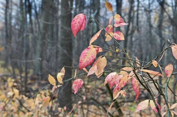 stock image Final Autumn Transformation