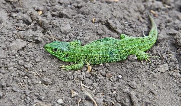 stock image Green Lizard