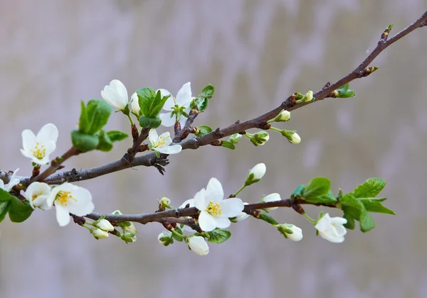 Kvetoucí třešeň — Stock fotografie