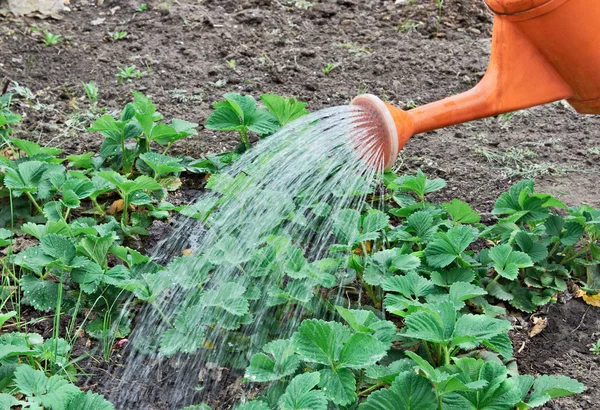 Vattna trädgården jordgubb — Stockfoto